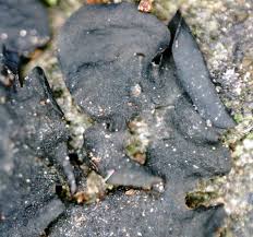 Attēlu rezultāti vaicājumam “Collema flaccidum”