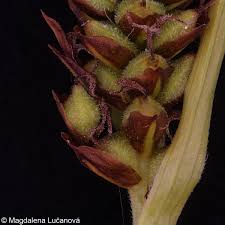 Attēlu rezultāti vaicājumam “Carex caryophyllea”