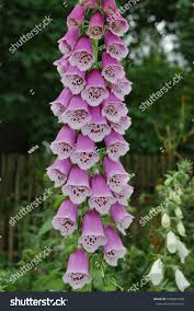 Image result for Digitalis lanata