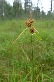 Attēlu rezultāti vaicājumam “Carex flava”