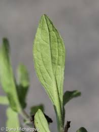 Attēlu rezultāti vaicājumam “Inula britannica leaf”