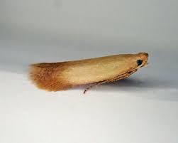 Attēlu rezultāti vaicājumam “Tischeriidae”