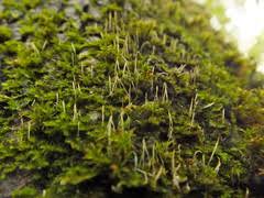 Attēlu rezultāti vaicājumam “Eocronartium muscicola”