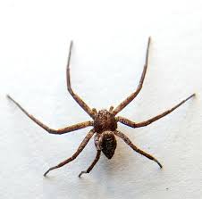 Attēlu rezultāti vaicājumam “Philodromus sp.”