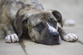 Image result for Banbury Bulldogs