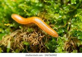 Attēlu rezultāti vaicājumam “Polyzonium germanicum”