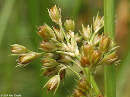 Attēlu rezultāti vaicājumam “Juncus effusus”