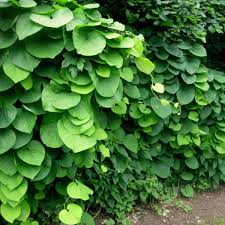 Attēlu rezultāti vaicājumam “Aristolochia durior”