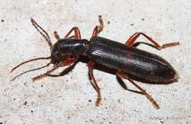 Attēlu rezultāti vaicājumam “Cleridae”