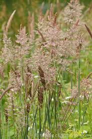 Attēlu rezultāti vaicājumam “Holcus lanatus  flower”