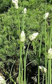 Attēlu rezultāti vaicājumam “Allium oleraceum bud”
