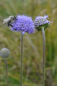 Image result for Succisa pratensis