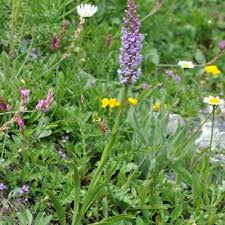 Attēlu rezultāti vaicājumam “Gymnadenia conopsea fruit”