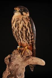 Attēlu rezultāti vaicājumam “Falco subbuteo”