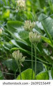 Attēlu rezultāti vaicājumam “Primula veris leaf”