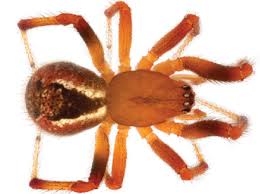 Attēlu rezultāti vaicājumam “Theridiidae”