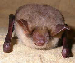 Attēlu rezultāti vaicājumam “Myotis dasycneme”