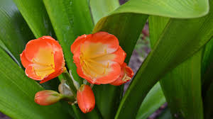 Attēlu rezultāti vaicājumam “Amarillidaceae”