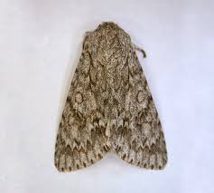 Attēlu rezultāti vaicājumam “Acronicta aceris larva”