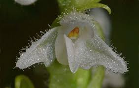 Attēlu rezultāti vaicājumam “Goodyera repens bud”