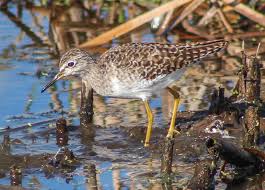 Attēlu rezultāti vaicājumam “Tringa glareola adult”