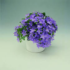 Image result for Campanula isophylla