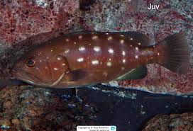 Image result for Hyporthodus quernus