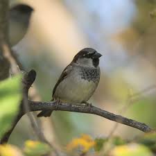 Attēlu rezultāti vaicājumam “Lindbladia tubulina”