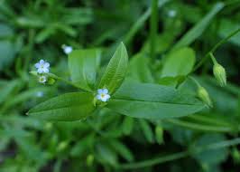 Attēlu rezultāti vaicājumam “Myosotis sparsiflora flower”