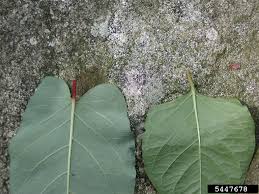 Attēlu rezultāti vaicājumam “Reynoutria sachalinensis”