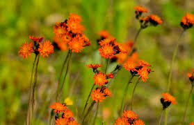 Attēlu rezultāti vaicājumam “Pilosella aurantiaca”