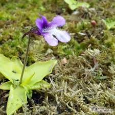Attēlu rezultāti vaicājumam “Pinguicula vulgaris fruit”