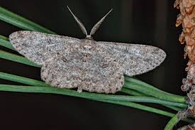 Attēlu rezultāti vaicājumam “Hypomecis punctinalis”