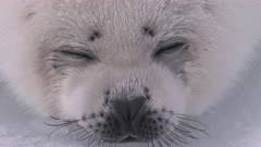 Image result for Pagophilus groenlandicus