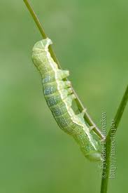 Attēlu rezultāti vaicājumam “Mniotype satura”