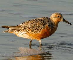 Attēlu rezultāti vaicājumam “Calidris canutus adult”