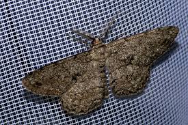 Attēlu rezultāti vaicājumam “Hypomecis roboraria”