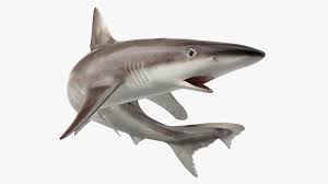 Image result for Galeorhinus galeus