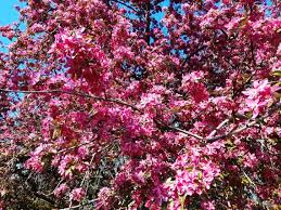 Attēlu rezultāti vaicājumam “Malus purpurea flower”