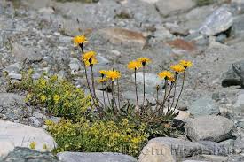 Attēlu rezultāti vaicājumam “Leontodon hispidus”