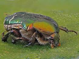 Attēlu rezultāti vaicājumam “Cetonia aurata imago”