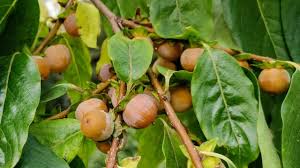 Attēlu rezultāti vaicājumam “Hordelymus europaeus fruit”