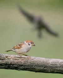 Attēlu rezultāti vaicājumam “Passer montanus adult”