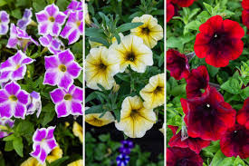 Image result for Petunia