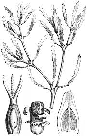 Attēlu rezultāti vaicājumam “Najas major leaf”