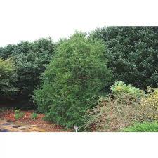 Attēlu rezultāti vaicājumam “Taxus wallichiana”