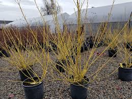 Attēlu rezultāti vaicājumam “Cornus alba”