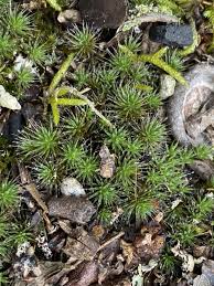 Attēlu rezultāti vaicājumam “Polytrichum piliferum”