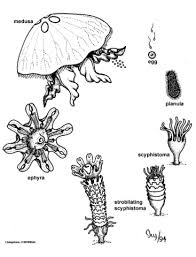 Attēlu rezultāti vaicājumam “Scyphozoa”