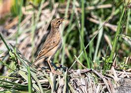 Image result for Anthus godlewskii